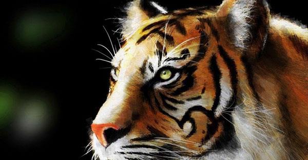 Sfondi tigre molto belli per computer, sfondi tigre per laptop