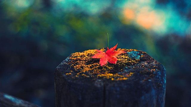 Beaux fonds d'écran de feuilles d'érable, feuilles d'érable d'automne pour ordinateurs et ordinateurs portables