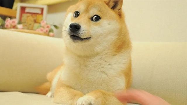 Sfondo di Doge Windows, meme di Doge Windows 11, sfondo di Doge
