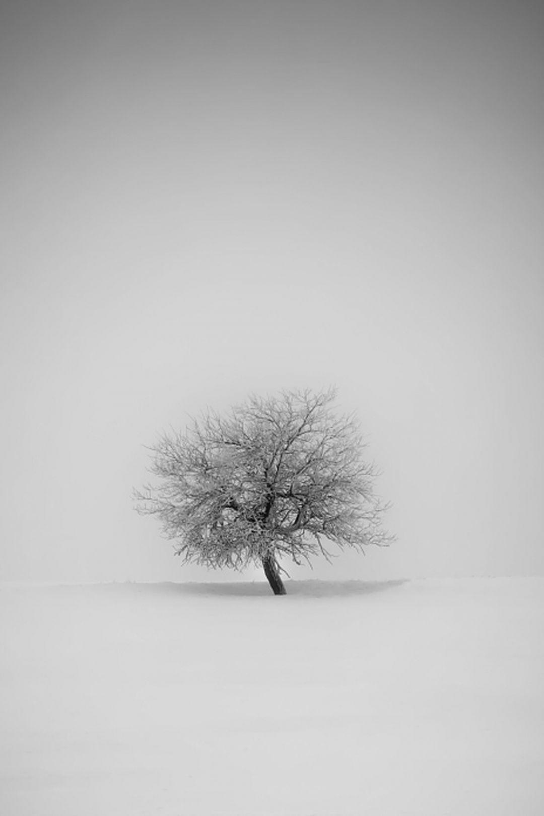 Fonds d'écran blancs, belles photos sur fond blanc