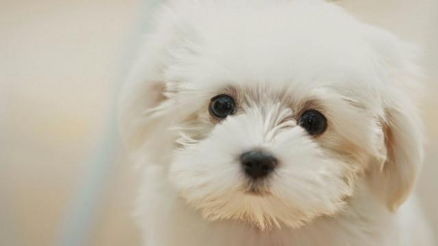 Ensemble de fonds d'écran de chiens adorables pour ordinateurs