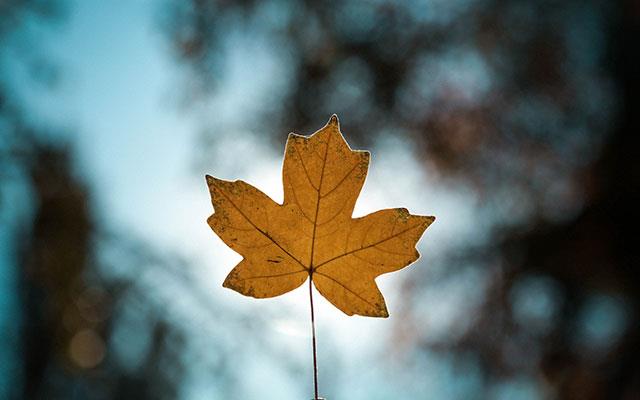 Beaux fonds d'écran de feuilles d'érable, feuilles d'érable d'automne pour ordinateurs et ordinateurs portables