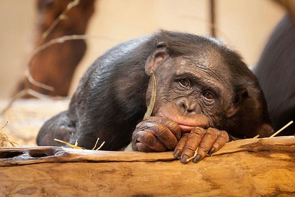 Beaux et adorables fonds d'écran bébé singe pour ordinateurs