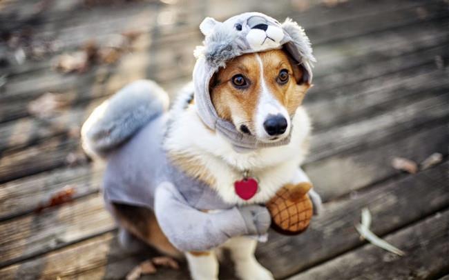 Set bezaubernder Hunde-Hintergrundbilder für Computer