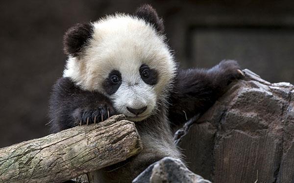 L'ensemble le plus mignon de fonds d'écran panda pour ordinateurs