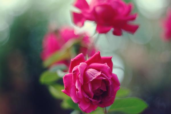 200 magnifiques fonds d'écran de roses pour votre ordinateur