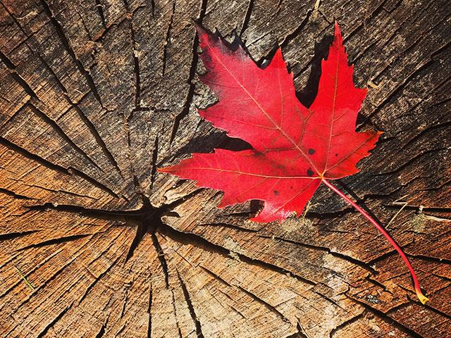 Beaux fonds d'écran de feuilles d'érable, feuilles d'érable d'automne pour ordinateurs et ordinateurs portables