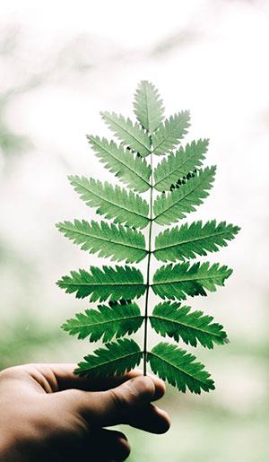 Fonds d'écran de feuilles pour ordinateurs, photos de feuilles pour téléphones