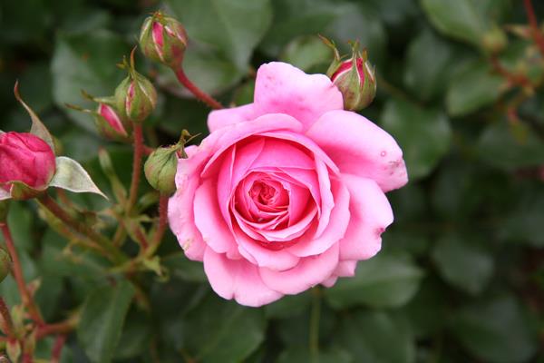 200 magnifiques fonds d'écran de roses pour votre ordinateur