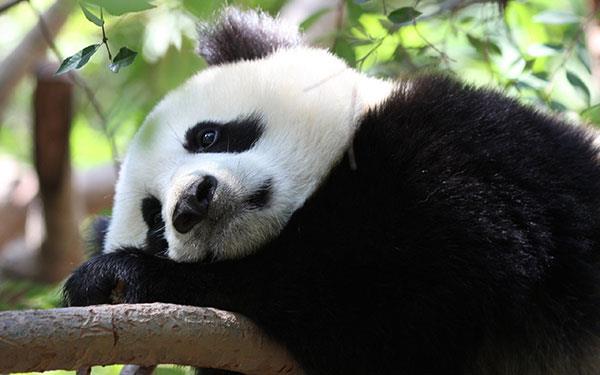 L'ensemble le plus mignon de fonds d'écran panda pour ordinateurs