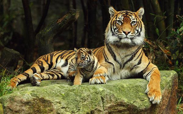 Très beaux fonds d'écran de tigre pour ordinateurs, fonds d'écran de tigre pour ordinateurs portables