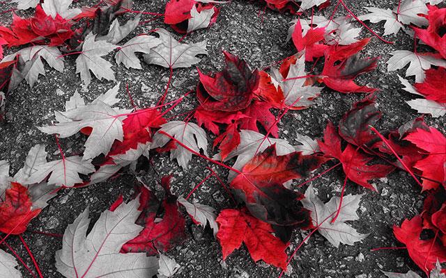 Beaux fonds d'écran de feuilles d'érable, feuilles d'érable d'automne pour ordinateurs et ordinateurs portables