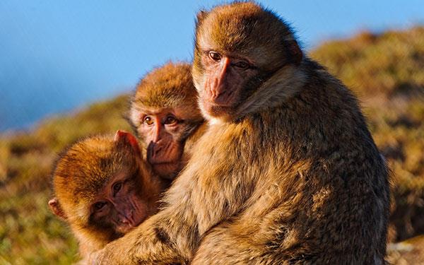 Bellissimi e adorabili sfondi di scimmiette per computer