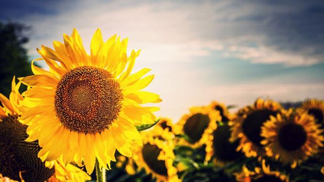 Collection de magnifiques fonds d'écran et images de tournesol