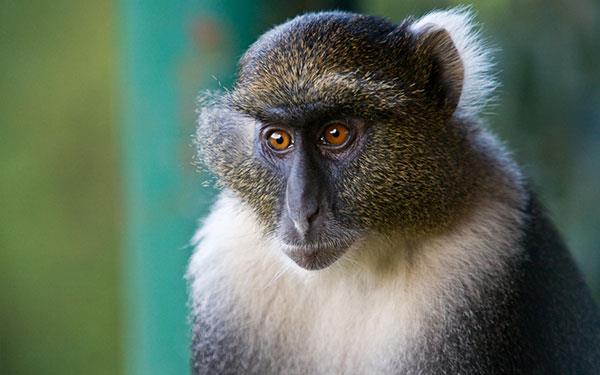 Beaux et adorables fonds d'écran bébé singe pour ordinateurs