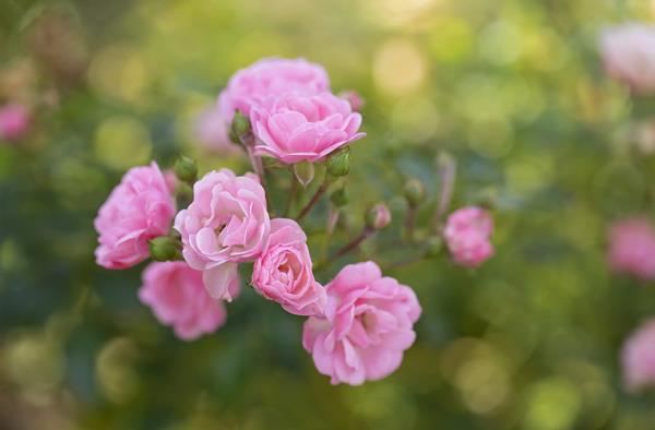 200 magnifiques fonds d'écran de roses pour votre ordinateur