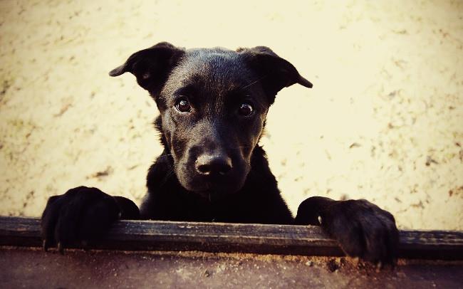 コンピューター用の愛らしい犬の壁紙のセット