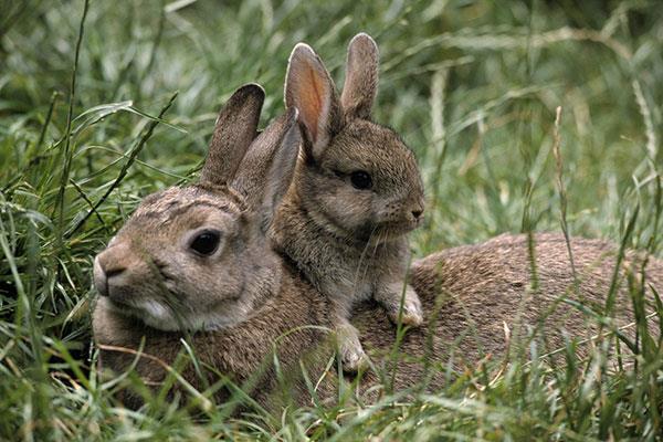 Carta da parati adorabile e carina per coniglietti