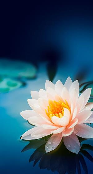 Photo de chrysanthème blanc, belle image de chrysanthème blanc