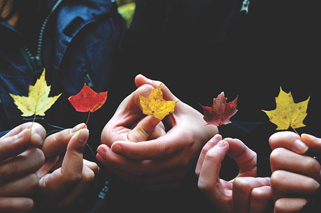 Beaux fonds d'écran de feuilles d'érable, feuilles d'érable d'automne pour ordinateurs et ordinateurs portables