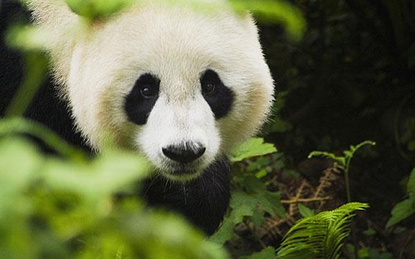 L'ensemble le plus mignon de fonds d'écran panda pour ordinateurs