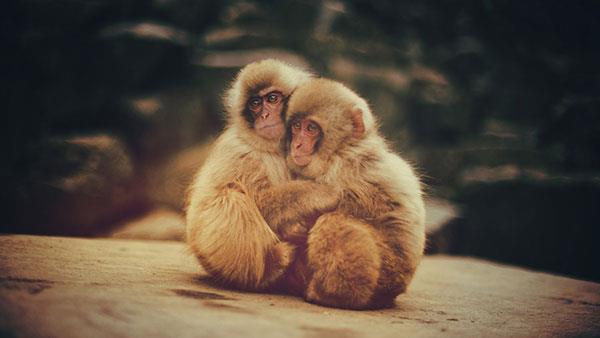 Beaux et adorables fonds d'écran bébé singe pour ordinateurs