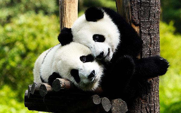 L'ensemble le plus mignon de fonds d'écran panda pour ordinateurs