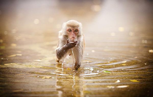 Beaux et adorables fonds d'écran bébé singe pour ordinateurs