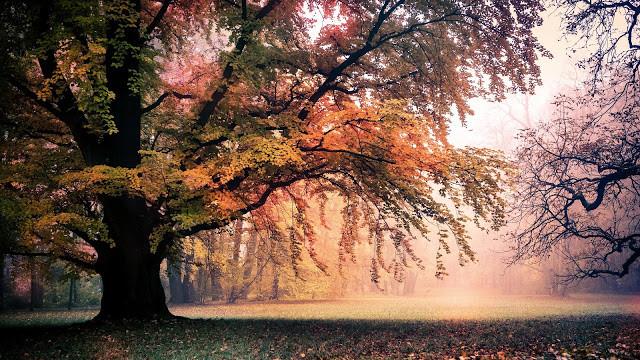 [Bitte herunterladen] Sammlung von Full-HD-Hintergrundbildern für Laptops, Naturlandschaftsthemen