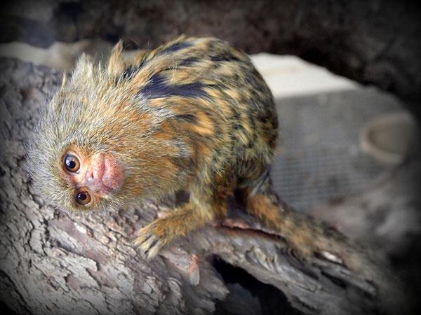 Beaux et adorables fonds d'écran bébé singe pour ordinateurs