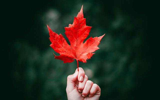 Beaux fonds d'écran de feuilles d'érable, feuilles d'érable d'automne pour ordinateurs et ordinateurs portables