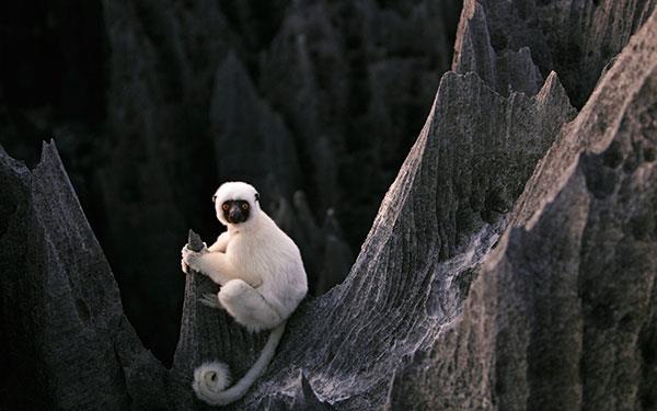 Beaux et adorables fonds d'écran bébé singe pour ordinateurs