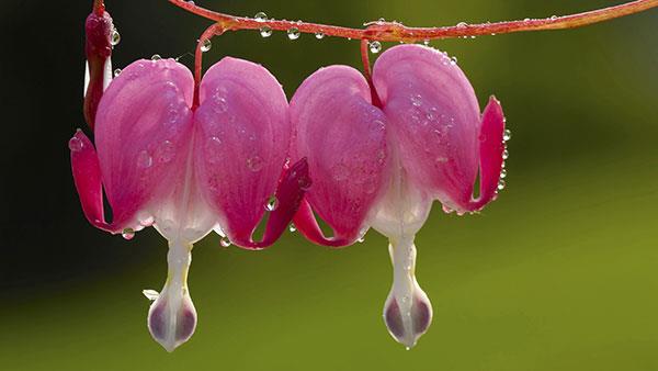 Collection des plus belles images de fleurs