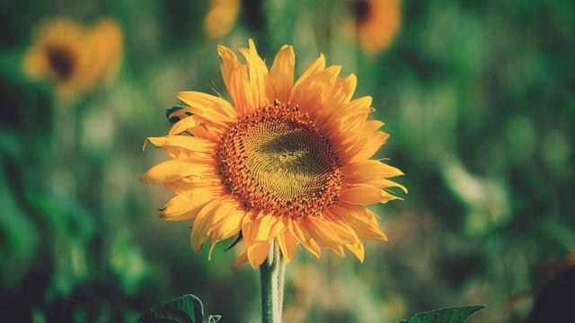 Raccolta di bellissimi sfondi e immagini di girasoli