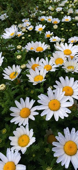 Photo de chrysanthème blanc, belle image de chrysanthème blanc