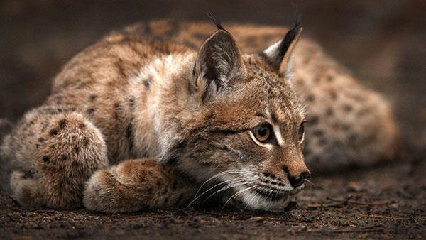 Die süßesten und bezauberndsten Katzentapeten