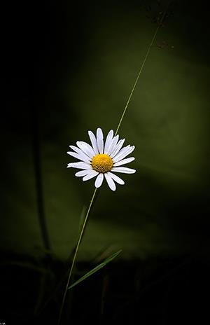 白菊花照片，美麗的白菊花形象