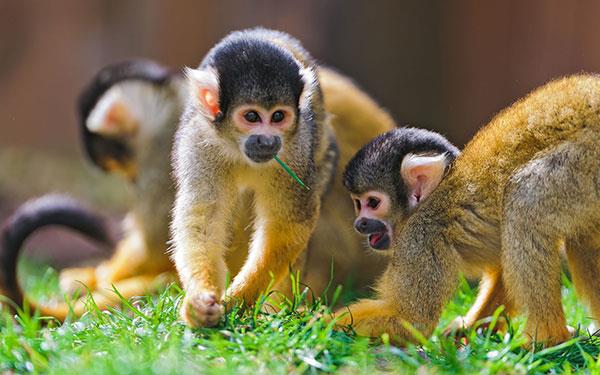 Beaux et adorables fonds d'écran bébé singe pour ordinateurs