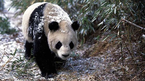 L'ensemble le plus mignon de fonds d'écran panda pour ordinateurs