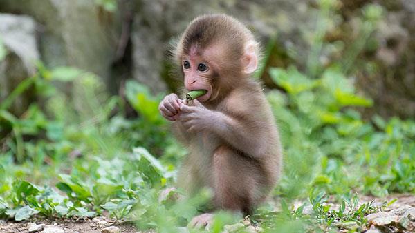 Beaux et adorables fonds d'écran bébé singe pour ordinateurs