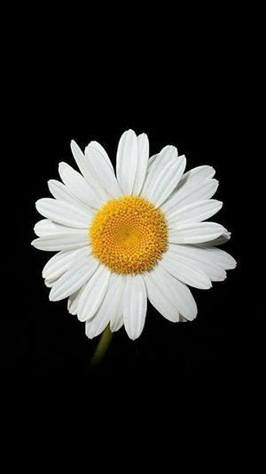 Photo de chrysanthème blanc, belle image de chrysanthème blanc