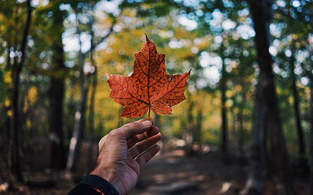 Beaux fonds d'écran de feuilles d'érable, feuilles d'érable d'automne pour ordinateurs et ordinateurs portables