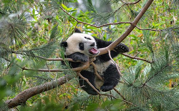 Il set più carino di sfondi panda per computer