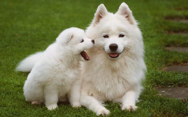 Ensemble de fonds d'écran de chiens adorables pour ordinateurs