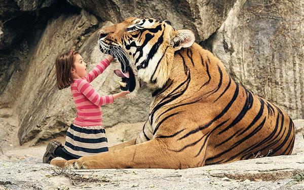 Très beaux fonds d'écran de tigre pour ordinateurs, fonds d'écran de tigre pour ordinateurs portables