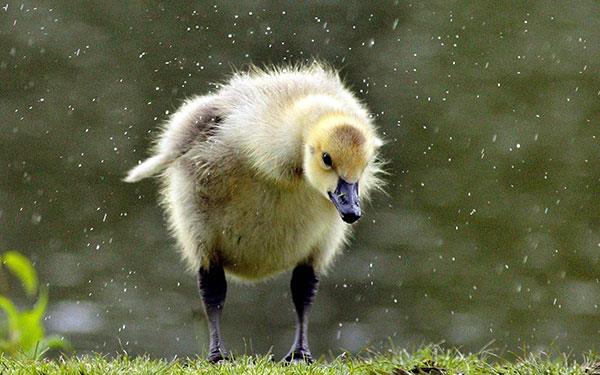 Gli sfondi di animali più carini, divertenti e divertenti