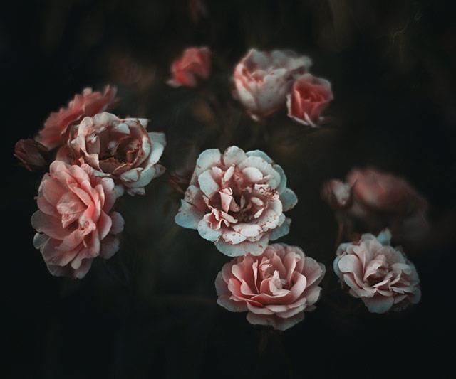 Fonds d'écran de pivoine, belles photos de pivoine