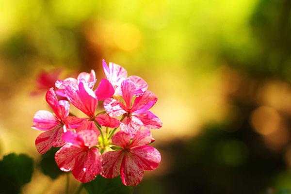 Raccolta delle immagini dei fiori più belle