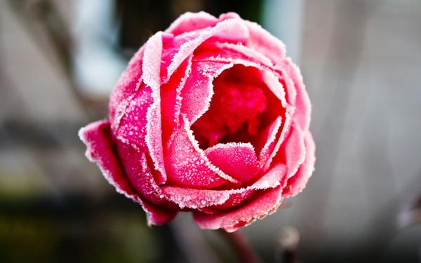 200 magnifiques fonds d'écran de roses pour votre ordinateur