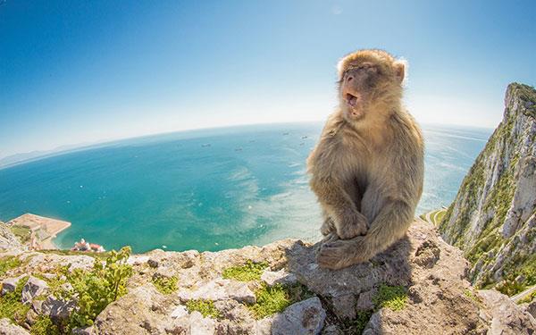 Beaux et adorables fonds d'écran bébé singe pour ordinateurs